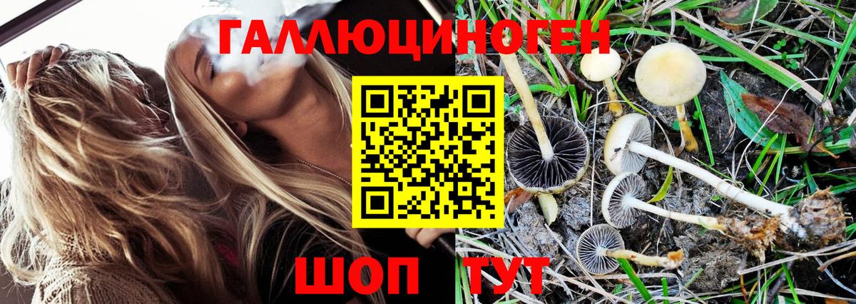 Псилоцибиновые грибы Cubensis  Вход с VPN  Тверь  Галлюциногенные грибы Psilocybe 
